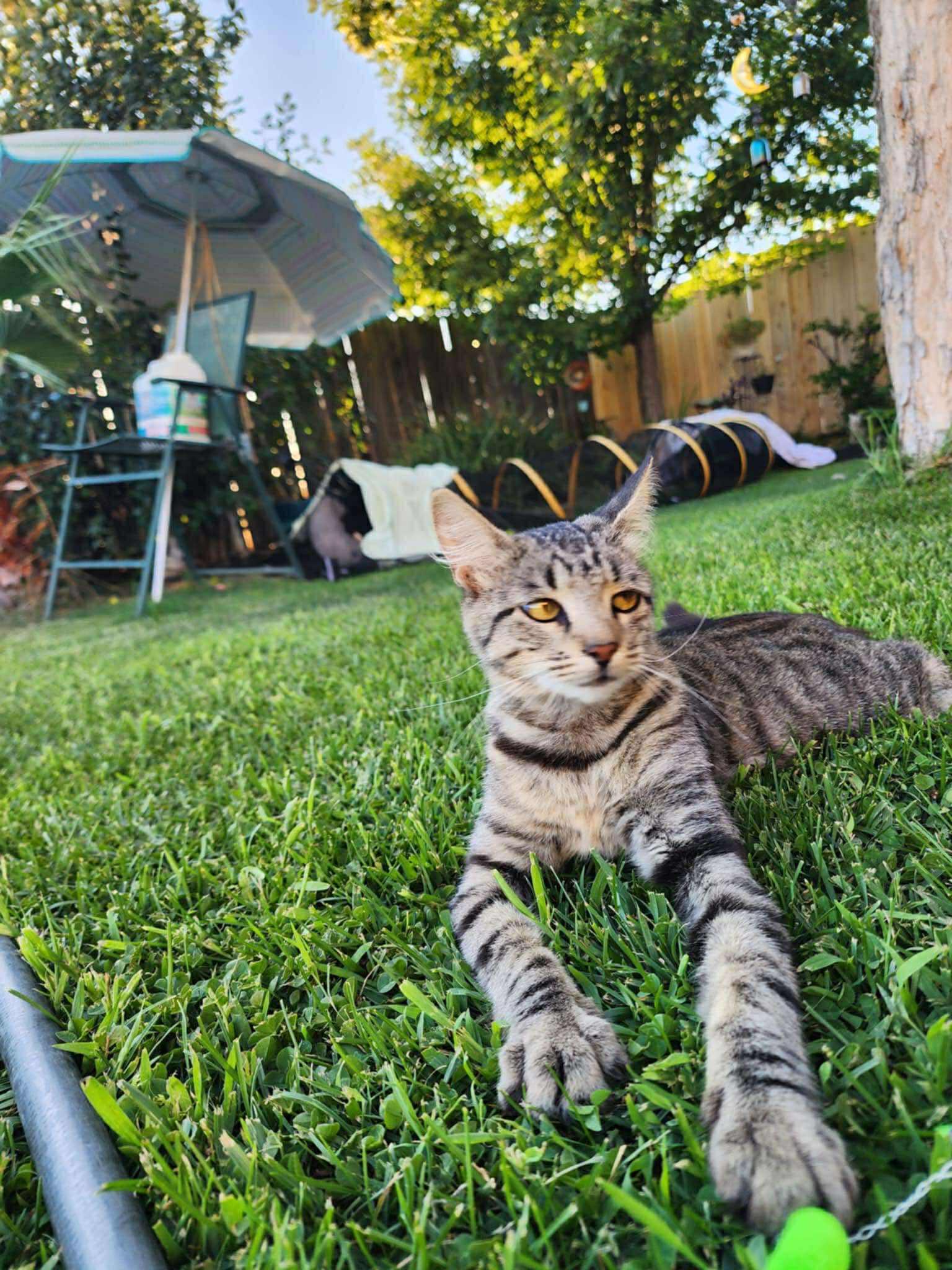 Lily, a Adoptable mixed breed in Redding, CA image 2/3