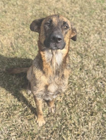 Enlarge Aura, a Adoptable mixed breed in Gray, LA image 1/1