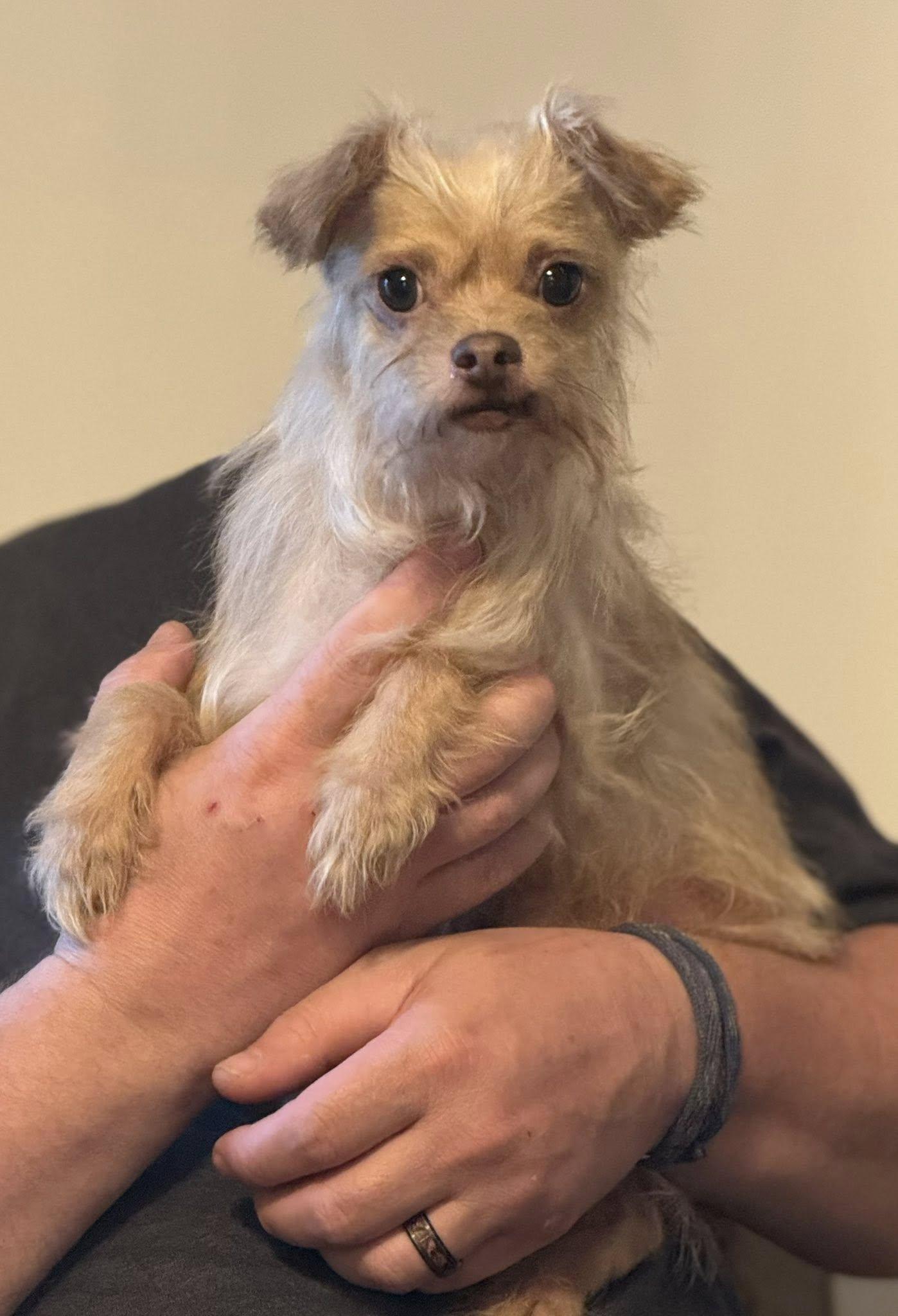 Bailey #2, ADOPTABLE, Adult Male Chihuahua.