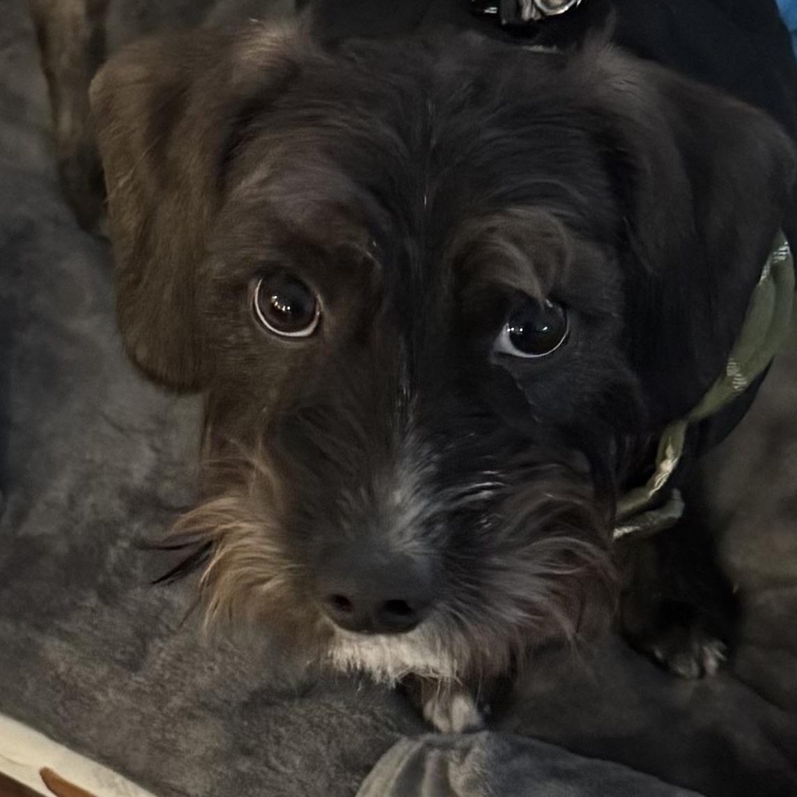 Jack, an adopted Schnoodle in Warren, NJ image 4/4