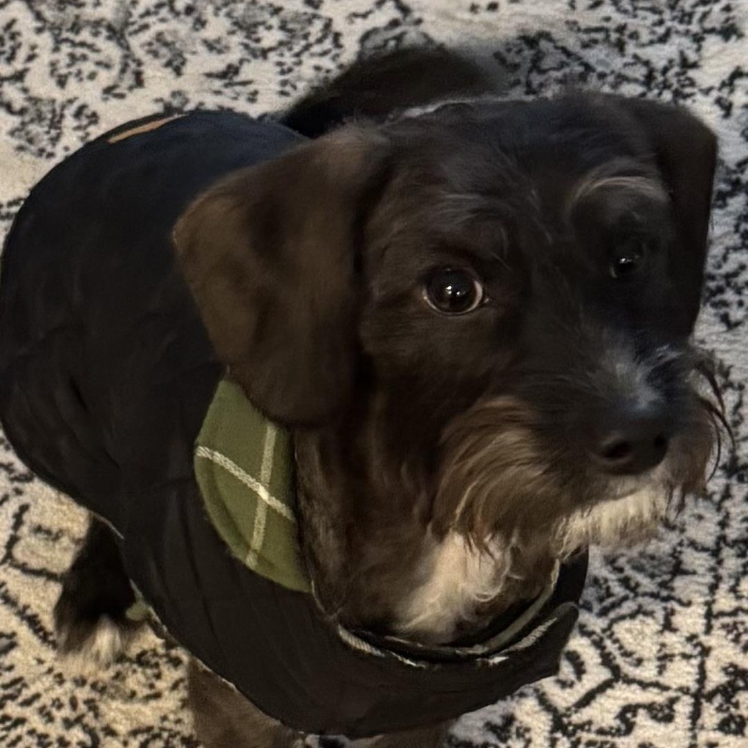 Jack, an adopted Schnoodle in Warren, NJ image 3/4