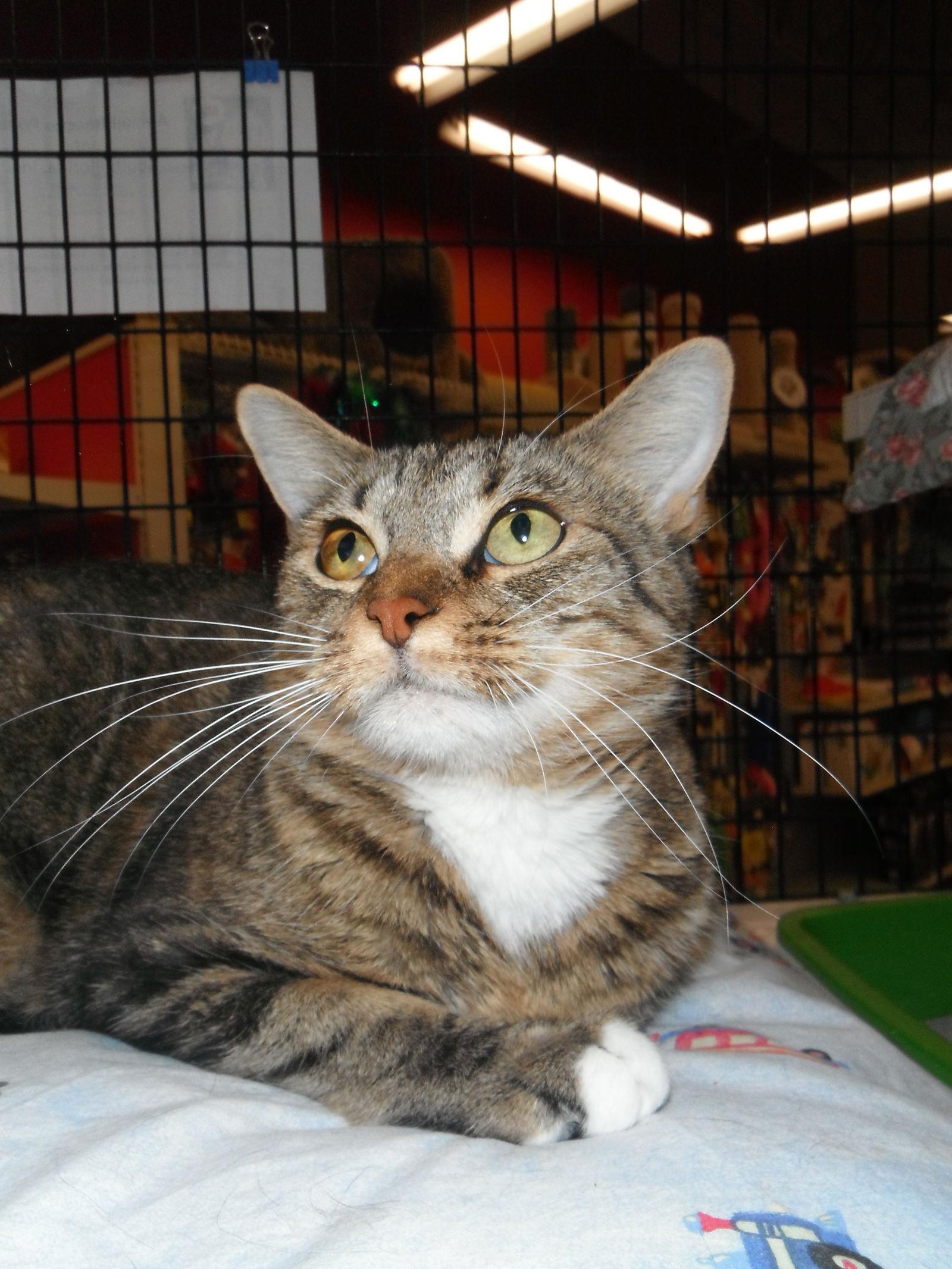 Beatrice, Adoptable, Adult Female Domestic Short Hair & Tabby.