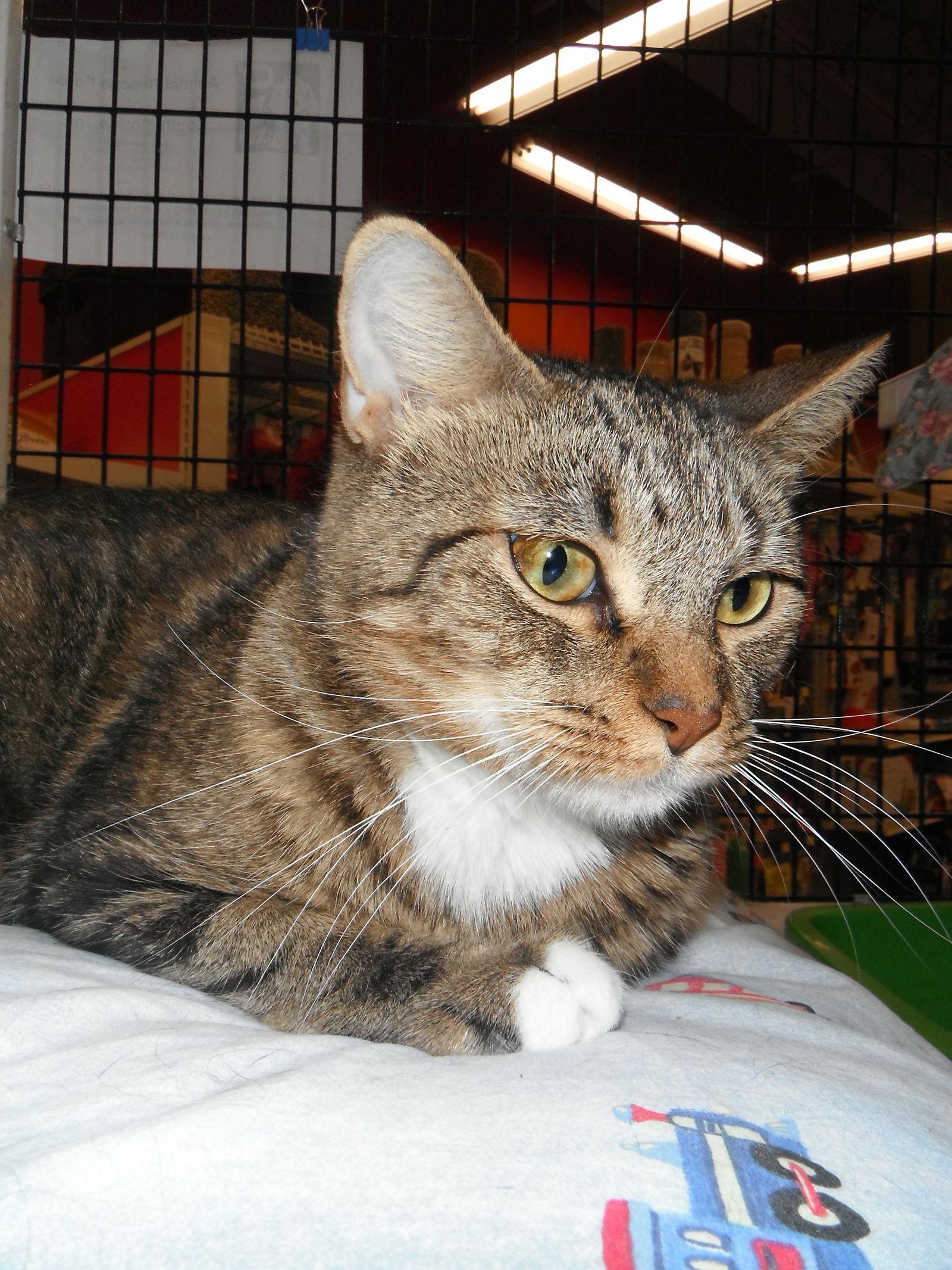 Enlarge Beatrice, a Adoptable mixed breed in West Palm Beach, FL image 2/3