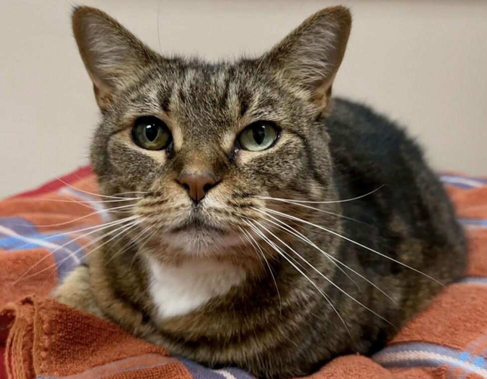 Enlarge Beatrice, a Adoptable mixed breed in West Palm Beach, FL image 3/3