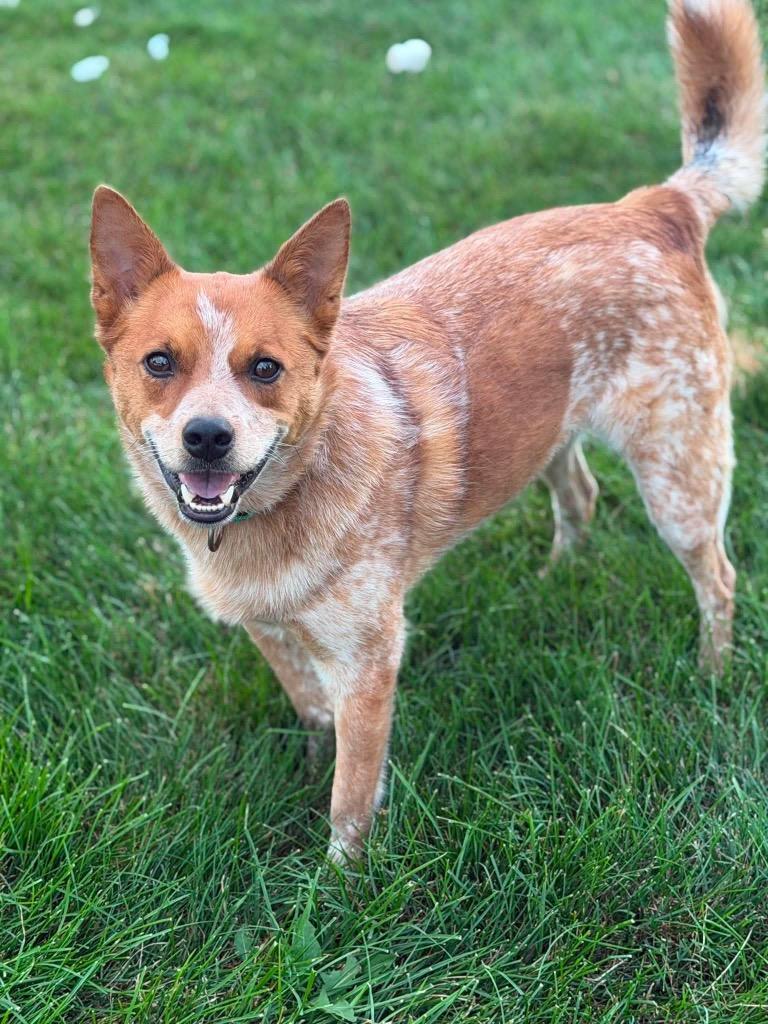 Rito, a Adoptable mixed breed in Decatur, IN image 1/6