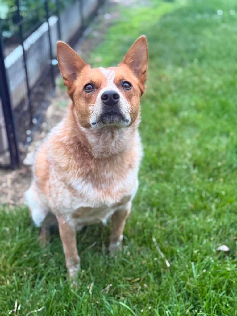 Rito, a Adoptable mixed breed in Decatur, IN image 2/6