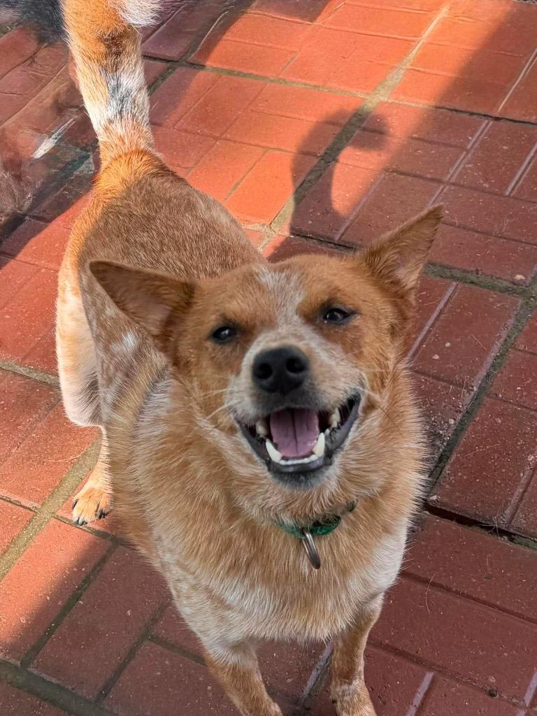 Rito, a Adoptable mixed breed in Decatur, IN image 3/6