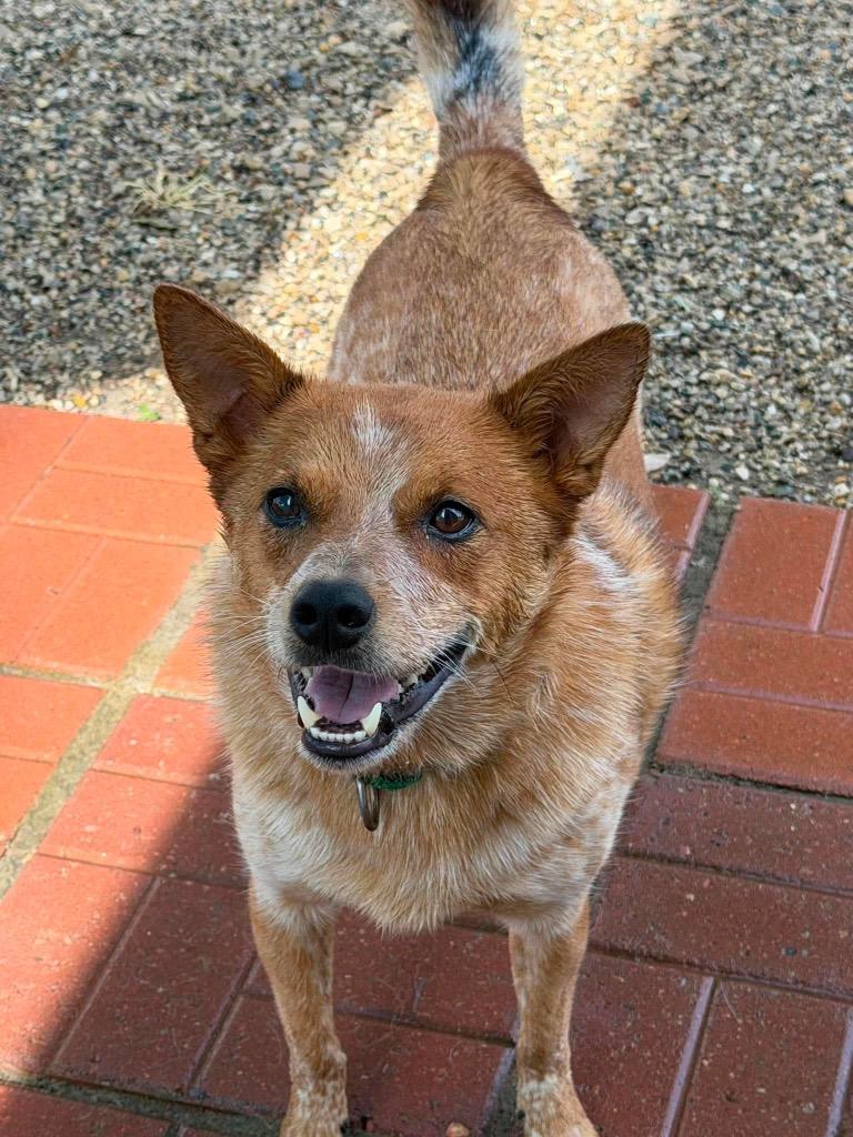 Rito, a Adoptable mixed breed in Decatur, IN image 4/6