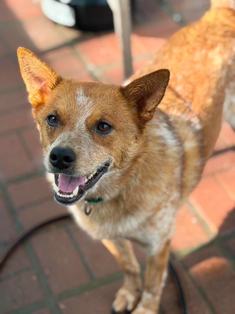 Rito, a Adoptable mixed breed in Decatur, IN image 5/6