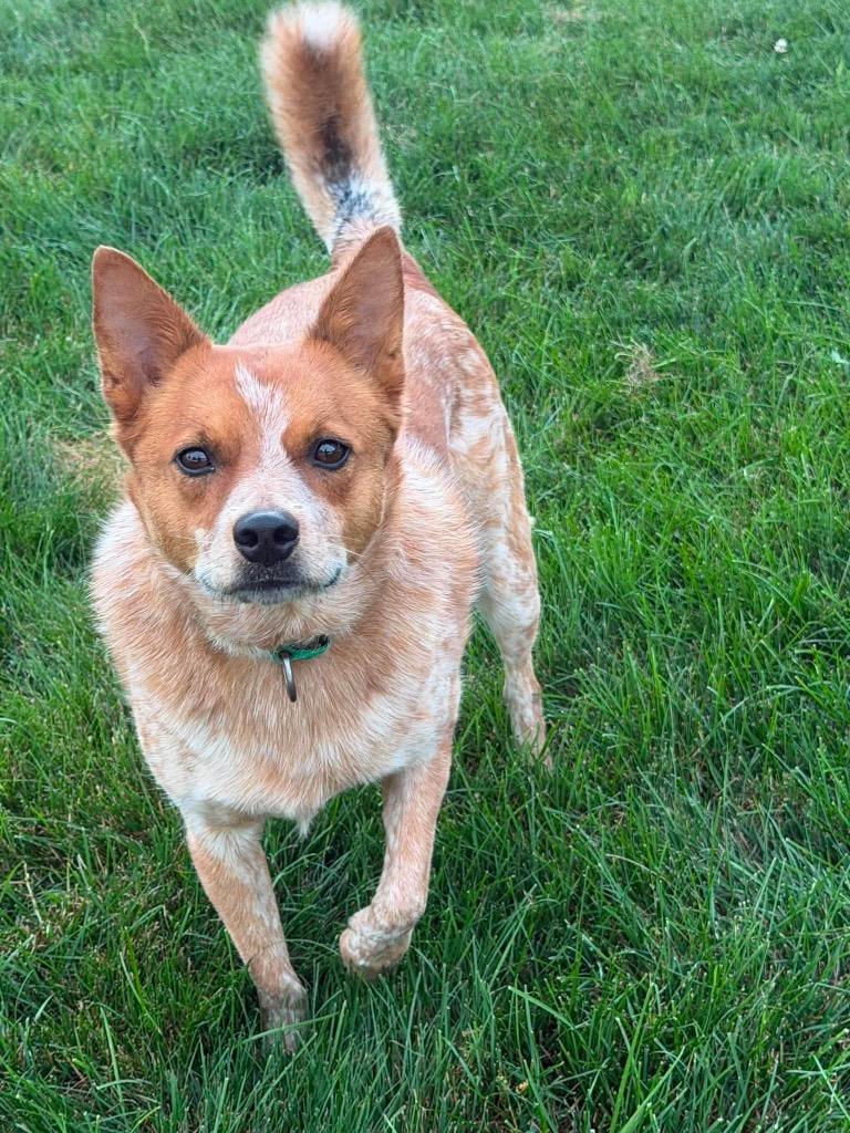 Rito, a Adoptable mixed breed in Decatur, IN image 6/6