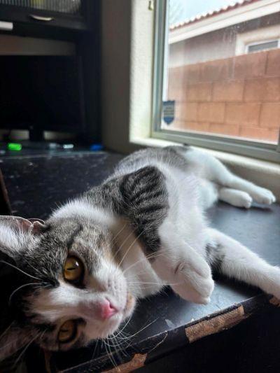 Mirram, an adopted Domestic Short Hair in Las Vegas, NV image 2/3