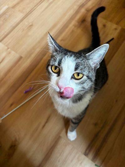 Mirram, an adopted Domestic Short Hair in Las Vegas, NV image 1/3