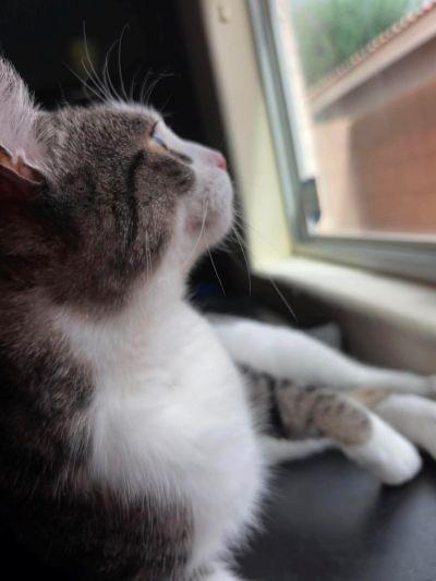 Mirram, an adopted Domestic Short Hair in Las Vegas, NV image 3/3