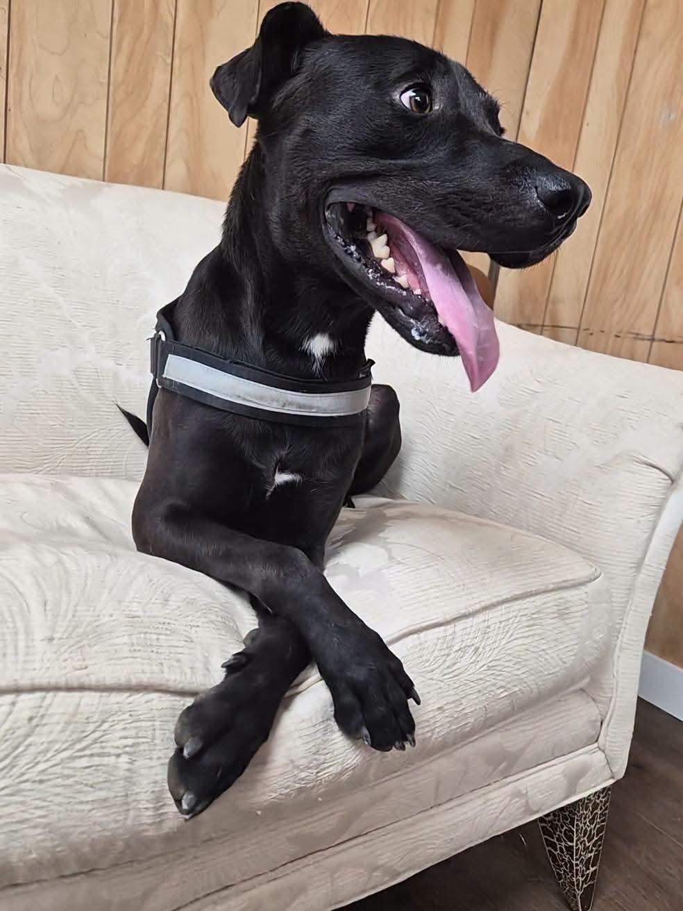 Jake, Adoptable, Adult Male Black Labrador Retriever.