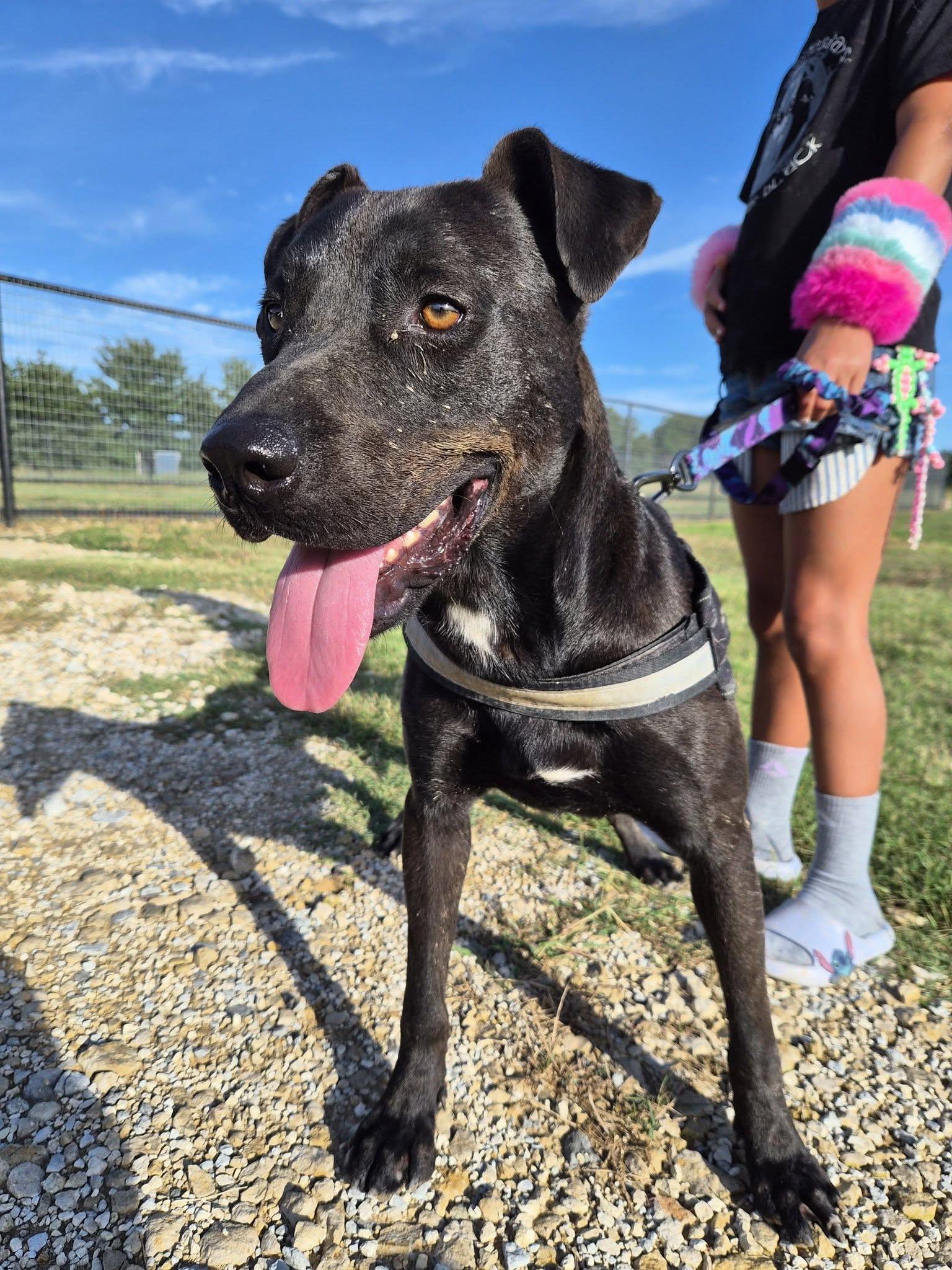 Enlarge Jake, a Adoptable mixed breed in Montague, TX image 3/3