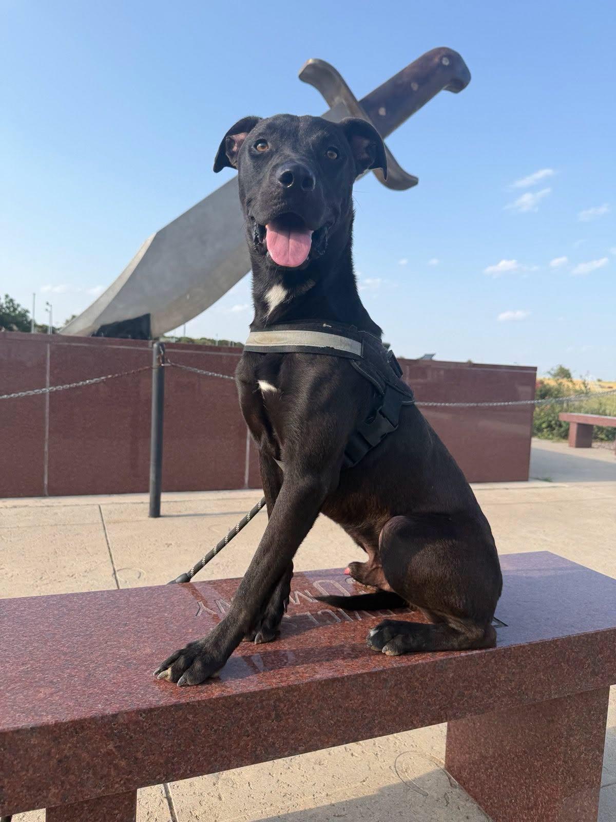 Enlarge Jake, a Adoptable mixed breed in Montague, TX image 2/3