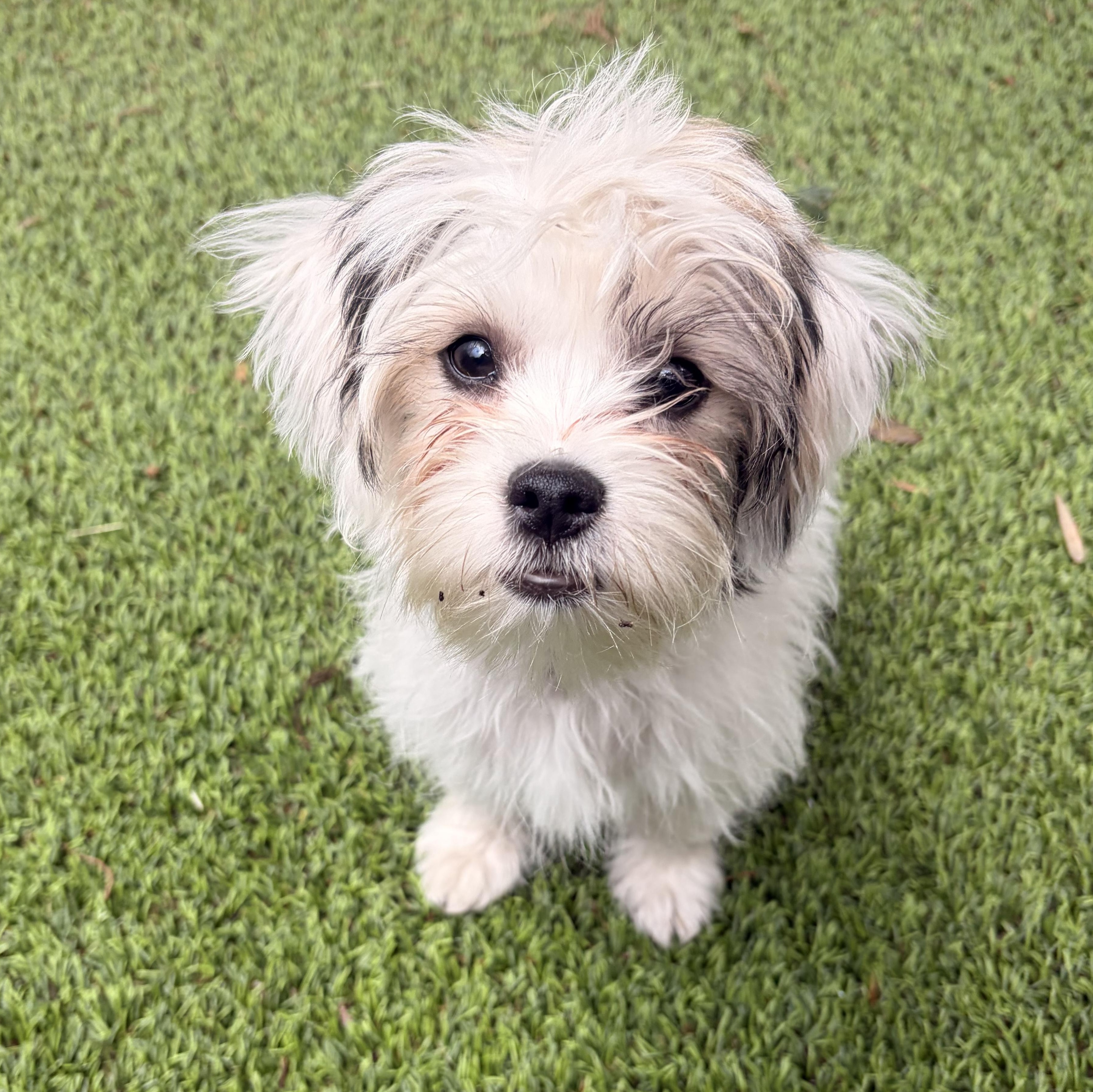 Lily, Adoptable, Puppy Female Maltese & Jack Russell Terrier.