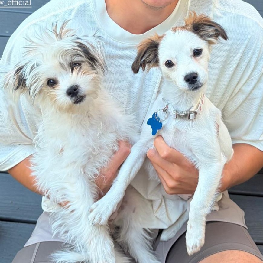 Enlarge Lily, a Adoptable mixed breed in Los Angeles, CA image 2/4