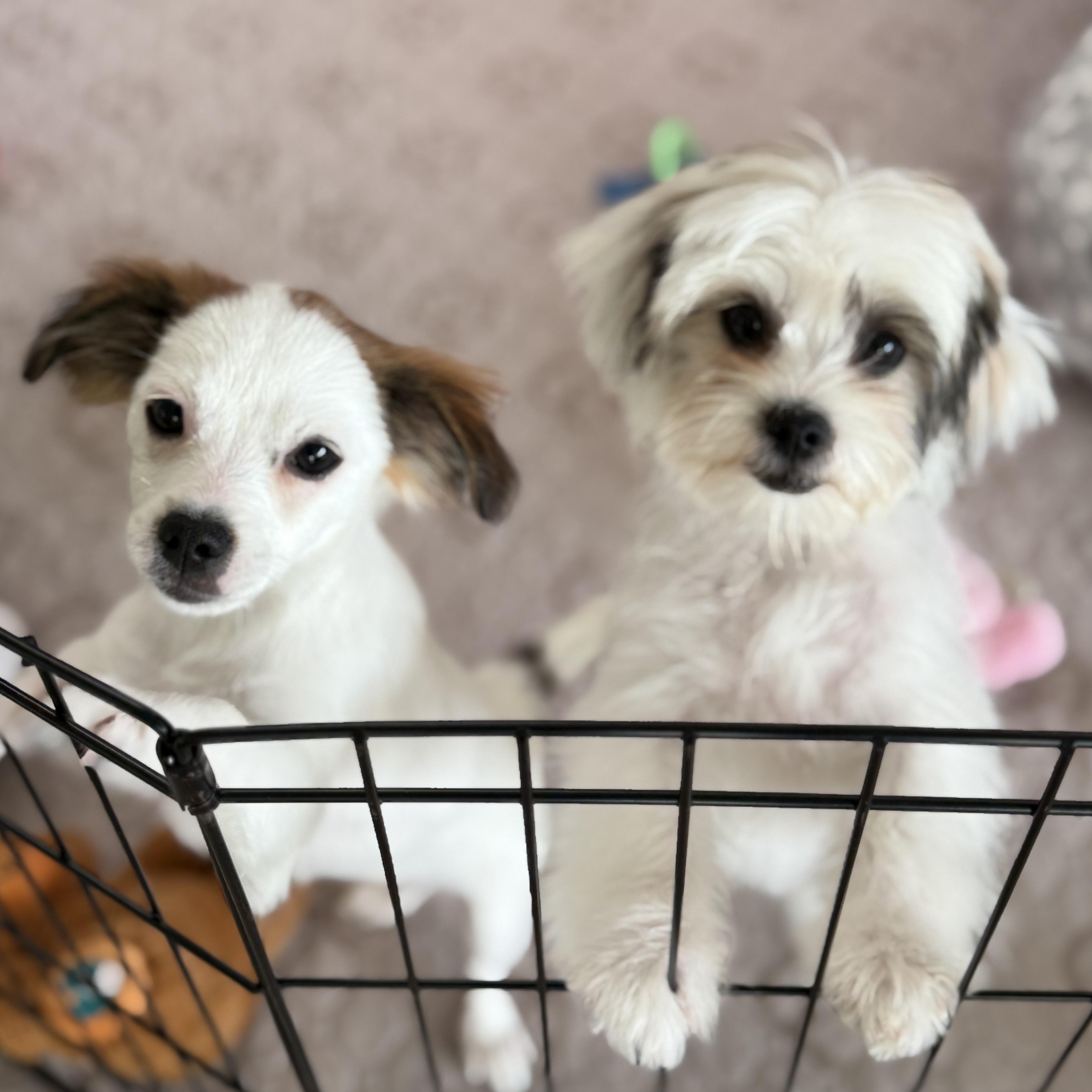 Enlarge Lily, a Adoptable mixed breed in Los Angeles, CA image 3/4