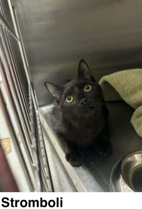 Stromboli, Adoptable, Young Male Domestic Short Hair.