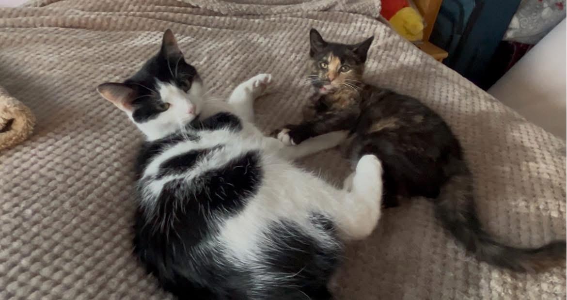 Cover Girl , ADOPTABLE, Young Female Domestic Short Hair & Calico.