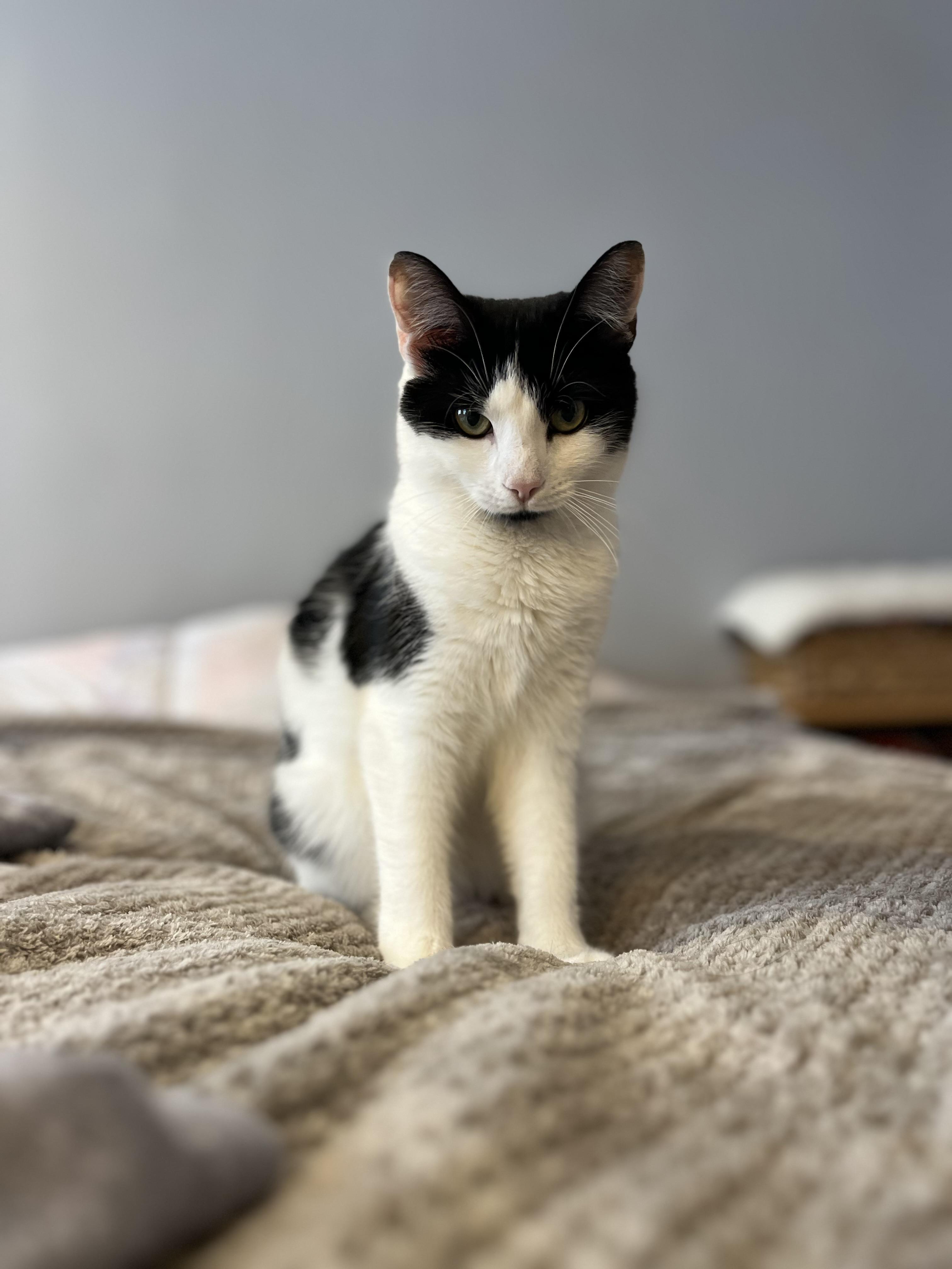 Enlarge Cover Girl , a ADOPTABLE mixed breed in Mahopac, NY image 4/4