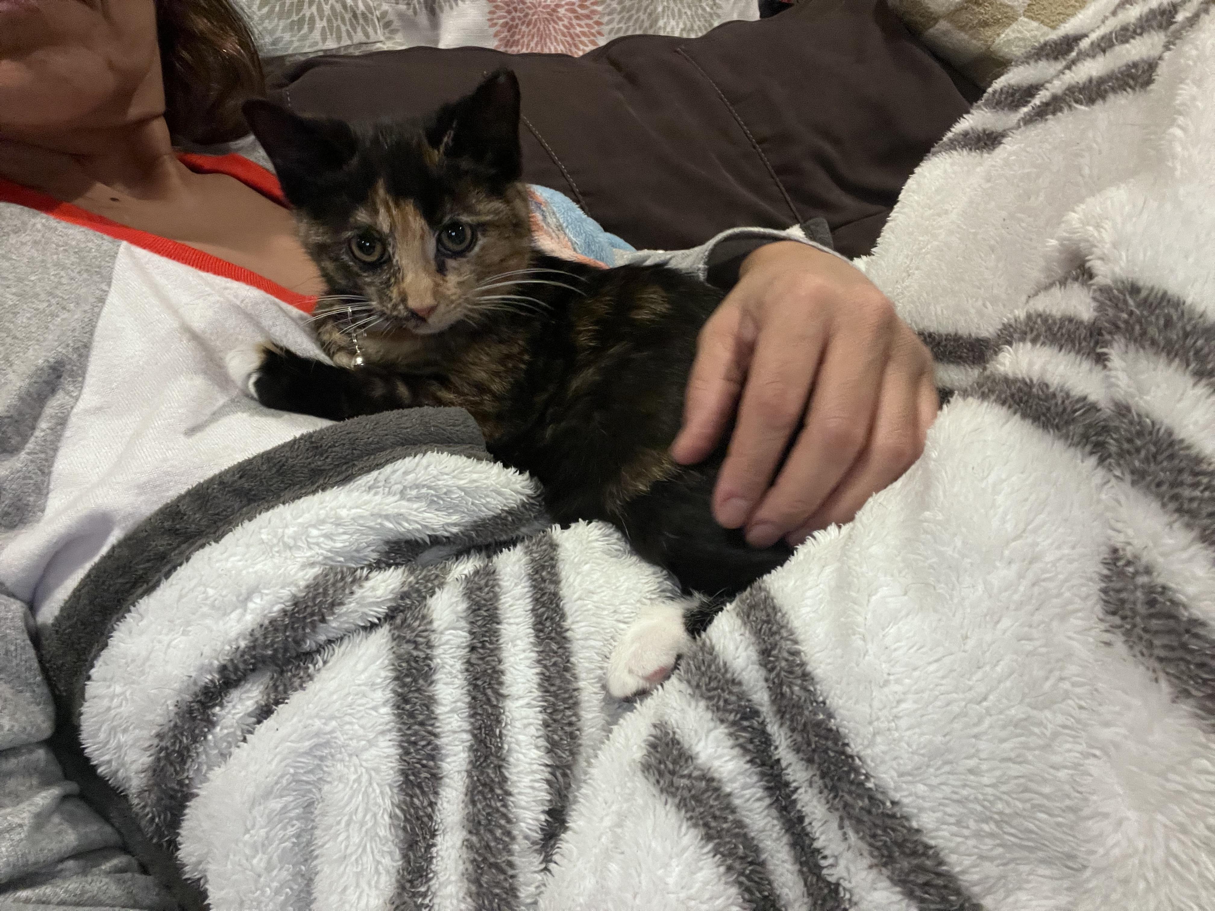 Enlarge Cover Girl , a ADOPTABLE mixed breed in Mahopac, NY image 3/4