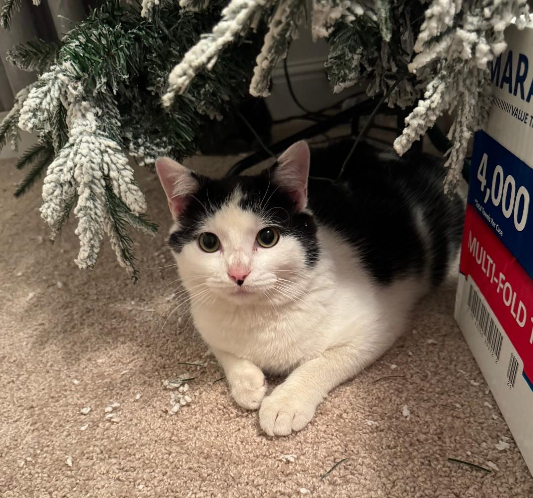 Bodhi - shy & loving, Adoptable, Adult Male Domestic Short Hair.