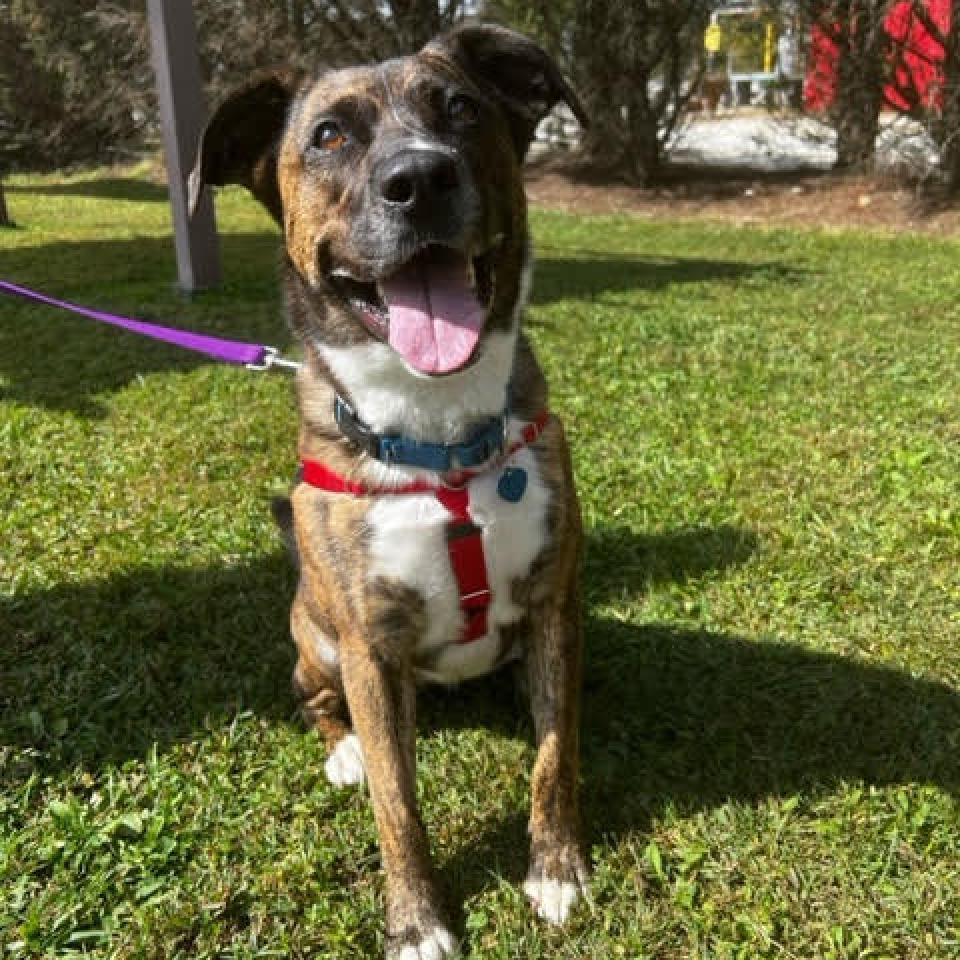 Faith, Adoptable, Adult Female Mixed Breed.