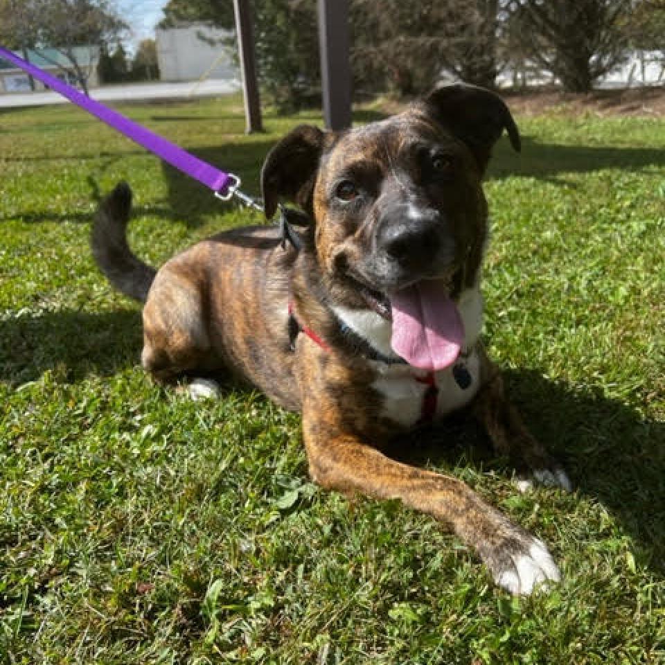 Faith, Adoptable, Adult Female Mixed Breed.