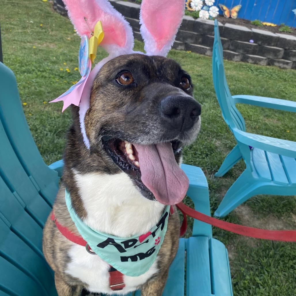 Enlarge Faith, a Adoptable Mixed Breed in Fletcher, NC image 2/6