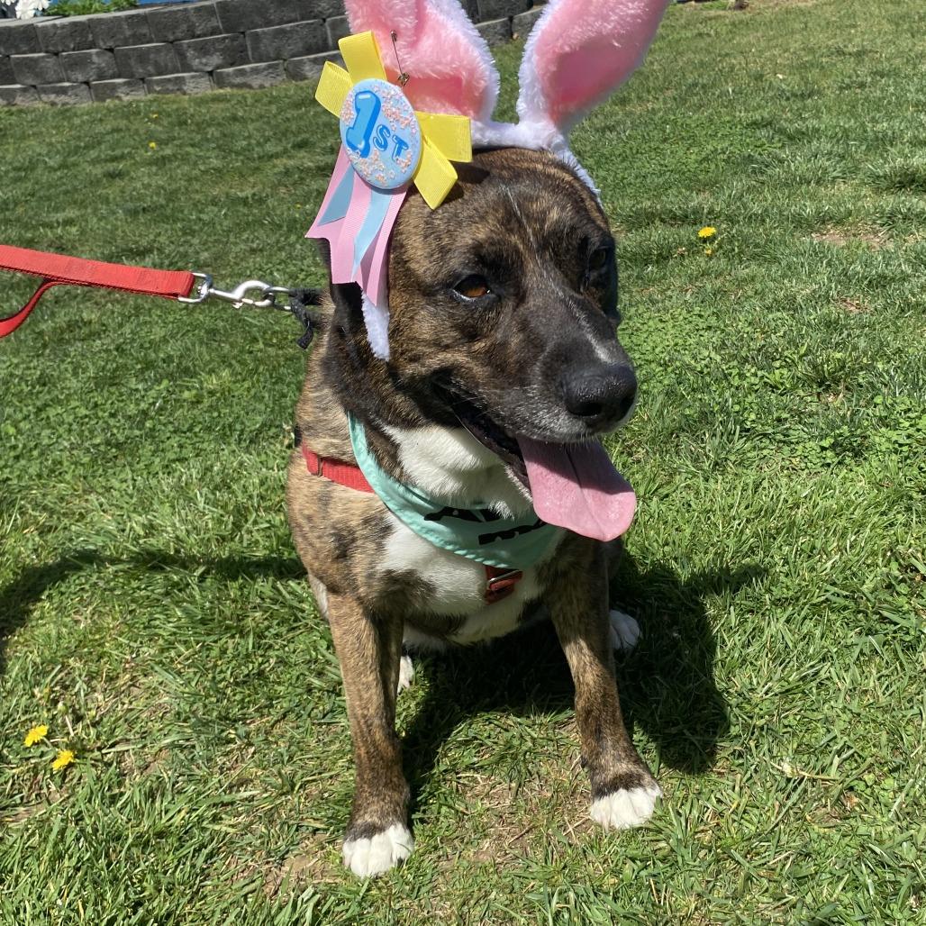 Enlarge Faith, a Adoptable Mixed Breed in Fletcher, NC image 3/6