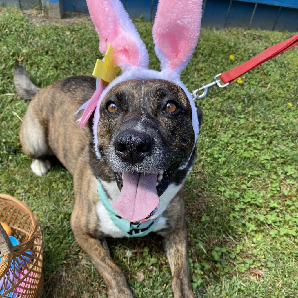 Enlarge Faith, a Adoptable Mixed Breed in Fletcher, NC image 4/6