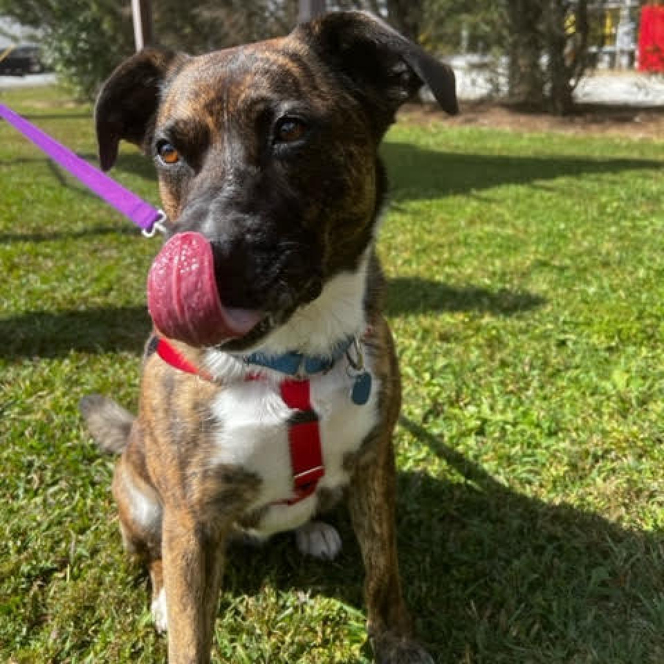 Enlarge Faith, a Adoptable Mixed Breed in Fletcher, NC image 3/6