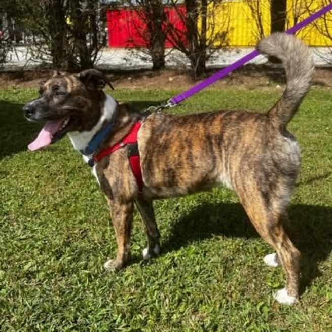 Enlarge Faith, a Adoptable Mixed Breed in Fletcher, NC image 4/6