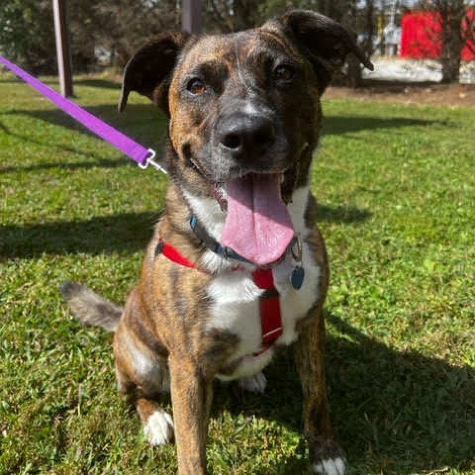 Enlarge Faith, a Adoptable Mixed Breed in Fletcher, NC image 5/6
