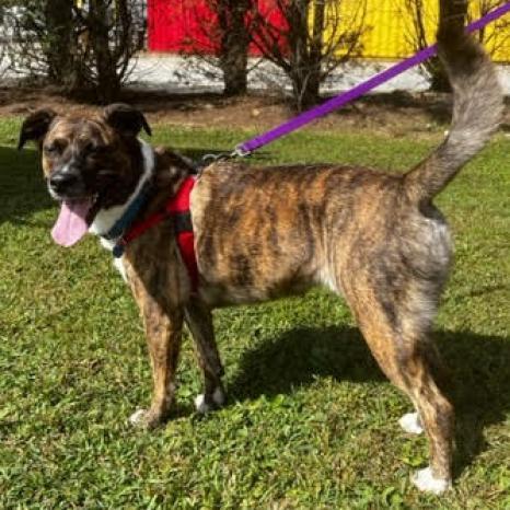 Enlarge Faith, a Adoptable Mixed Breed in Fletcher, NC image 6/6