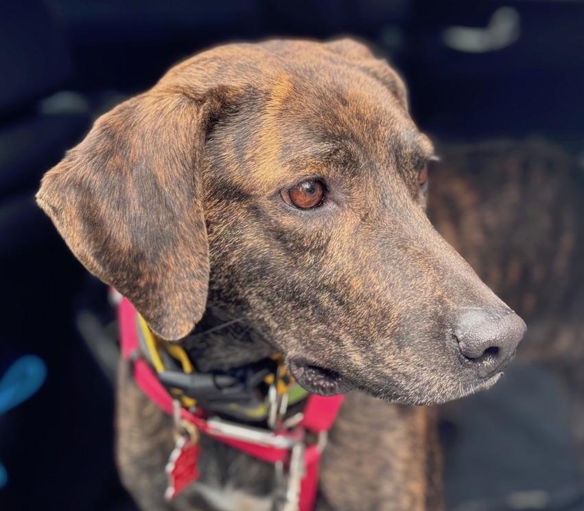 Enlarge Tigger, a ADOPTABLE mixed breed in Sudbury, MA image 1/5