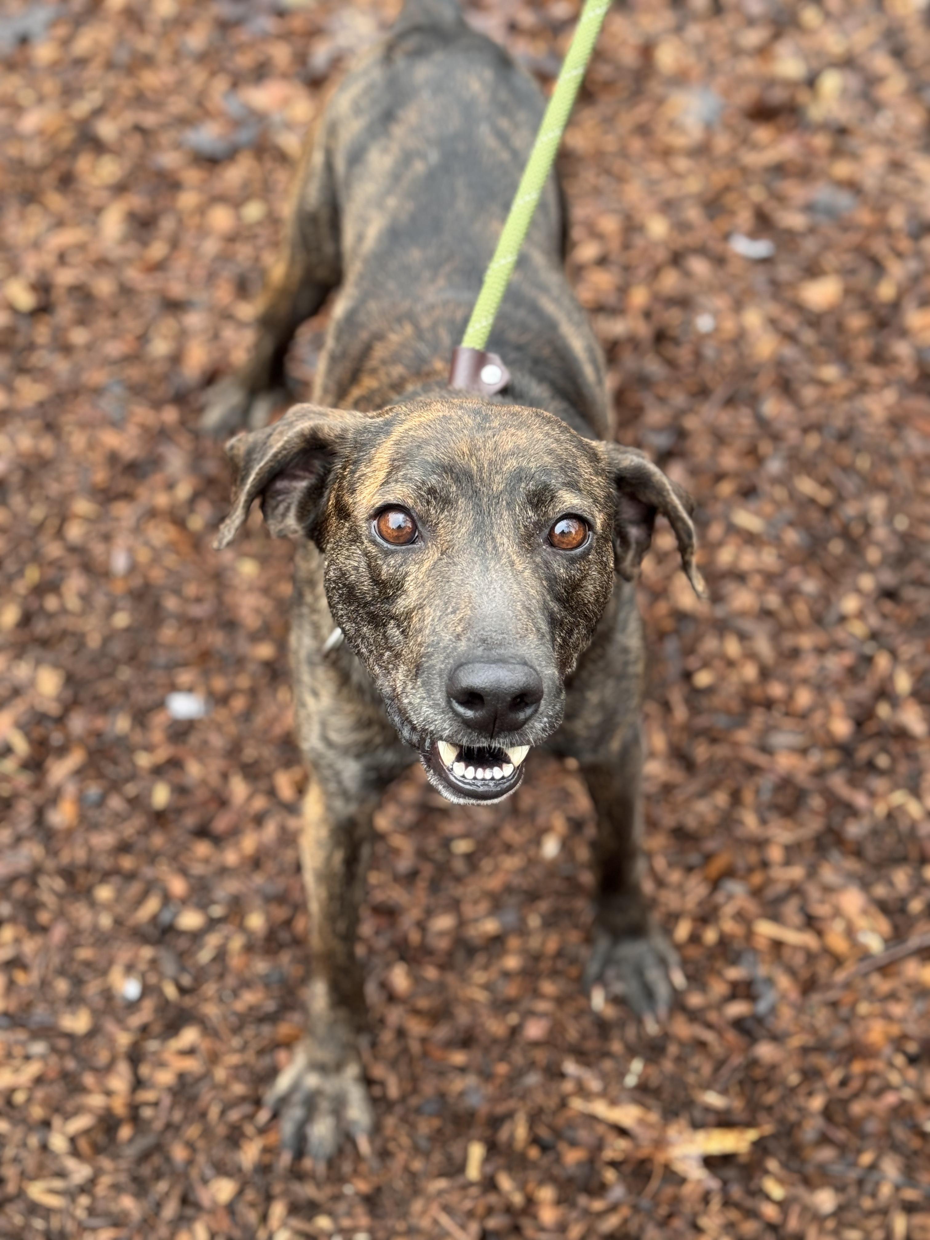 Enlarge Tigger, a ADOPTABLE mixed breed in Sudbury, MA image 2/5