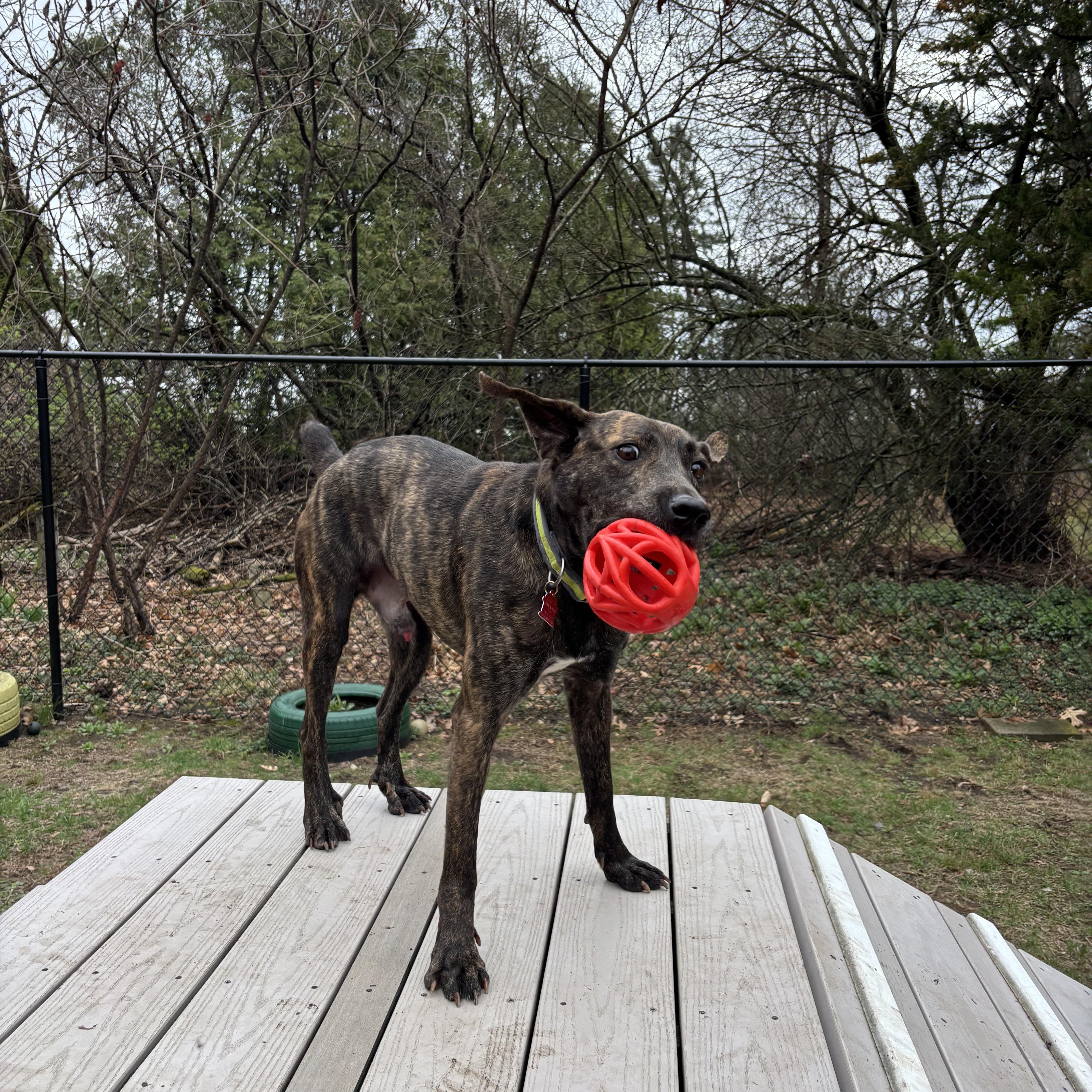 Enlarge Tigger, a ADOPTABLE mixed breed in Sudbury, MA image 5/5