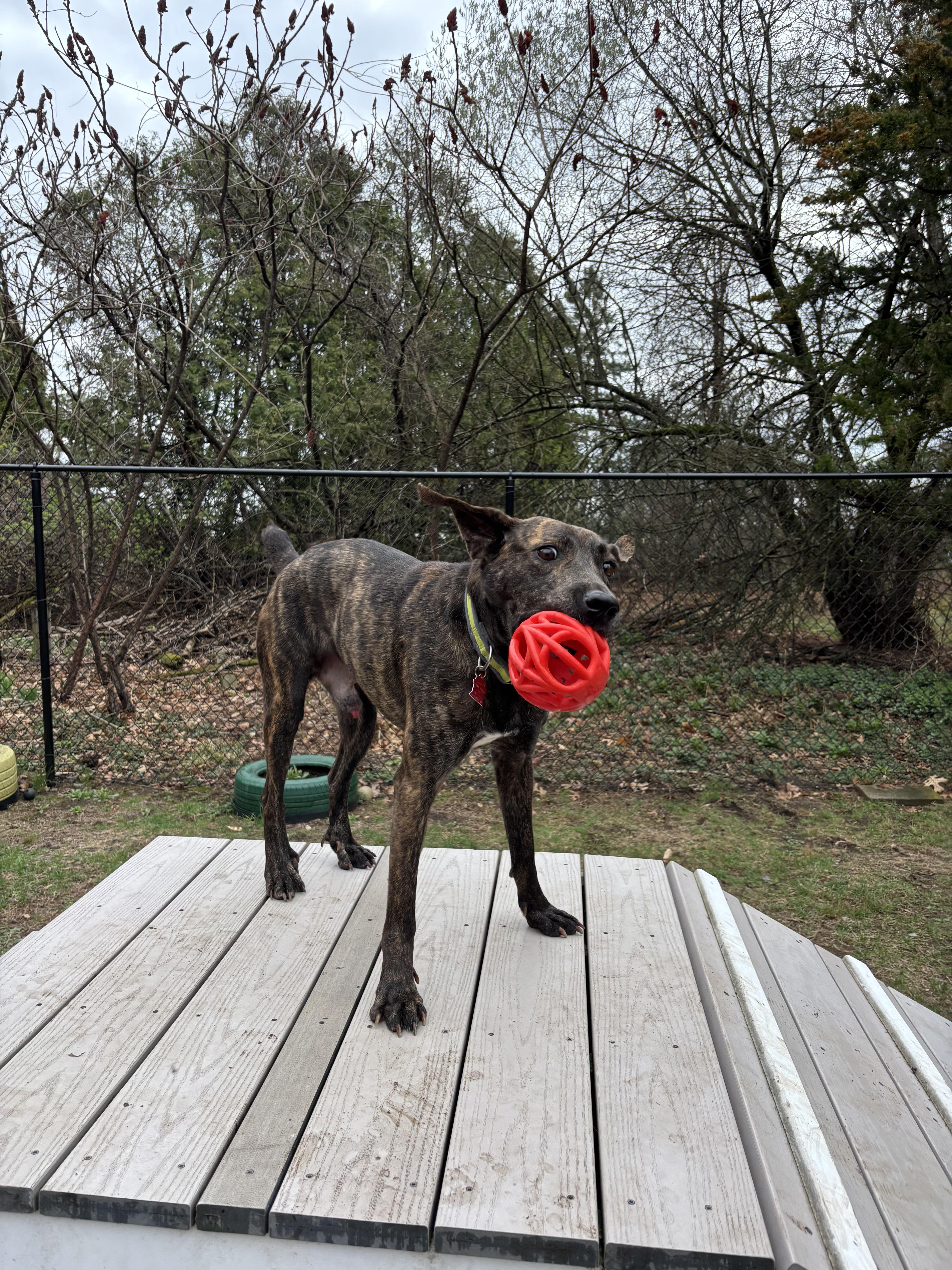 Enlarge Tigger, a ADOPTABLE mixed breed in Sudbury, MA image 5/5