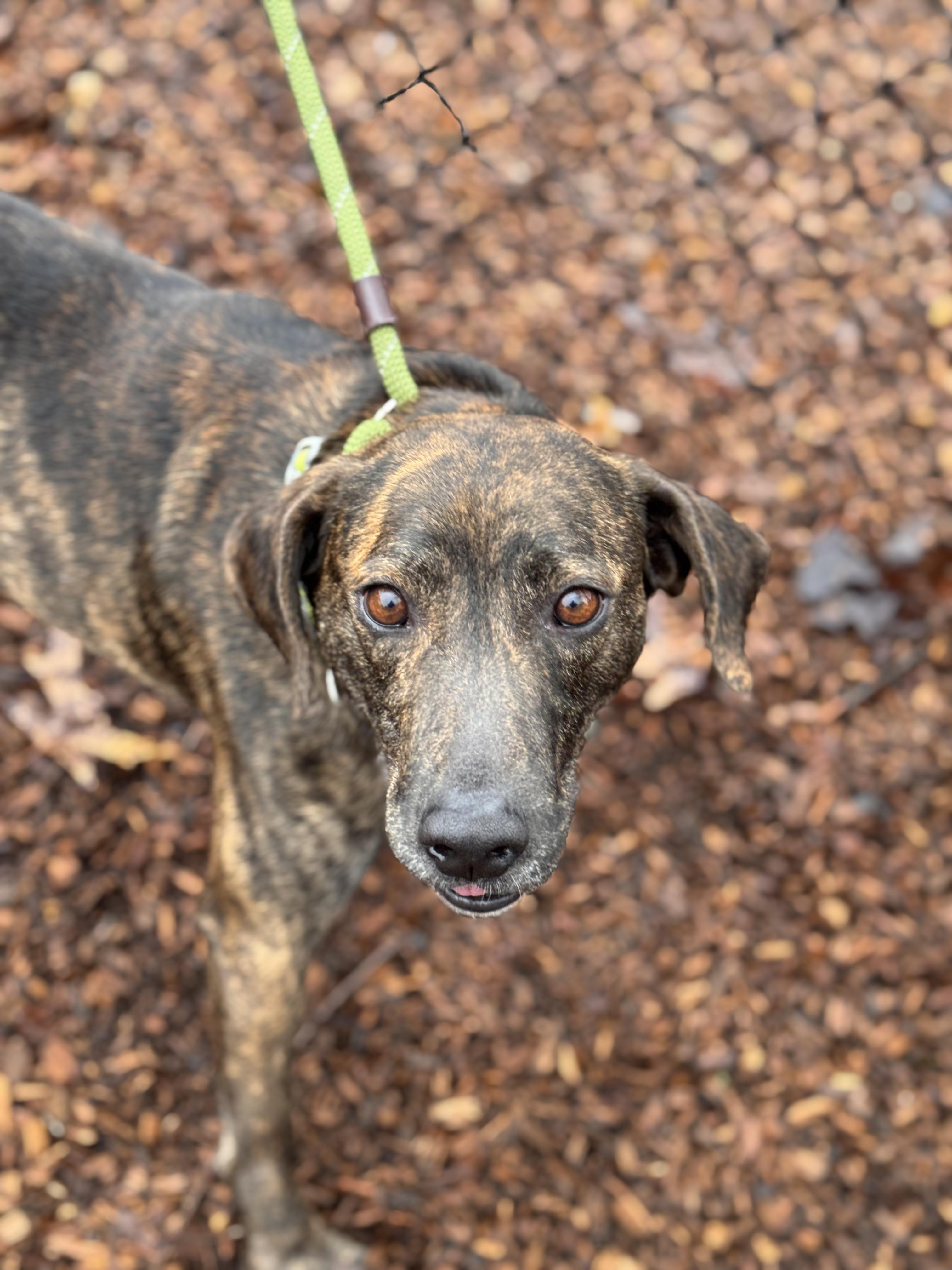 Enlarge Tigger, a ADOPTABLE mixed breed in Sudbury, MA image 4/5
