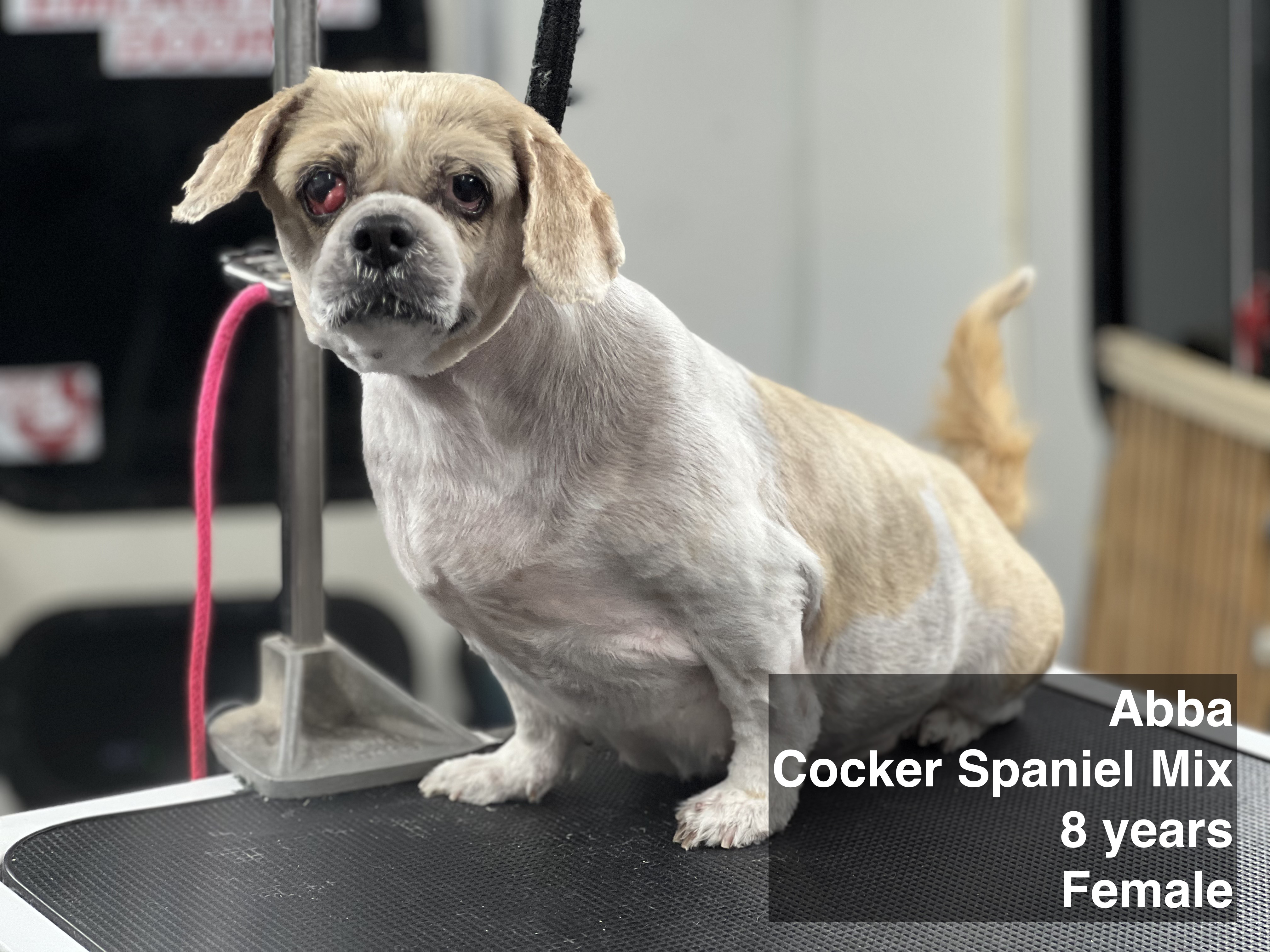 Enlarge Abba, a Adoptable mixed breed in Blue Springs, MO image 1/1