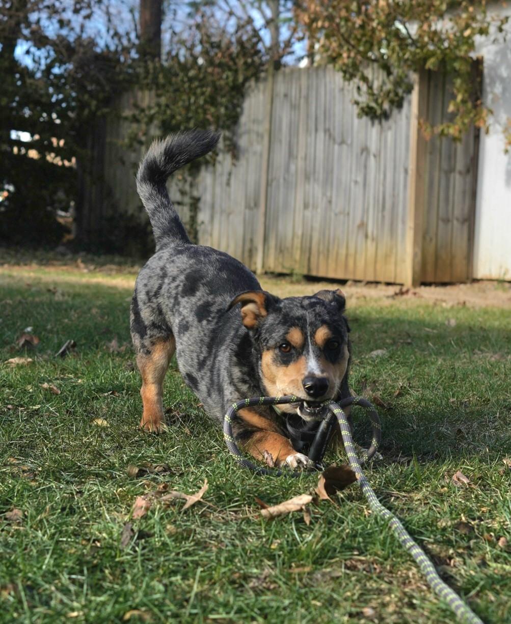 Rocky Corgi thumbnail 2