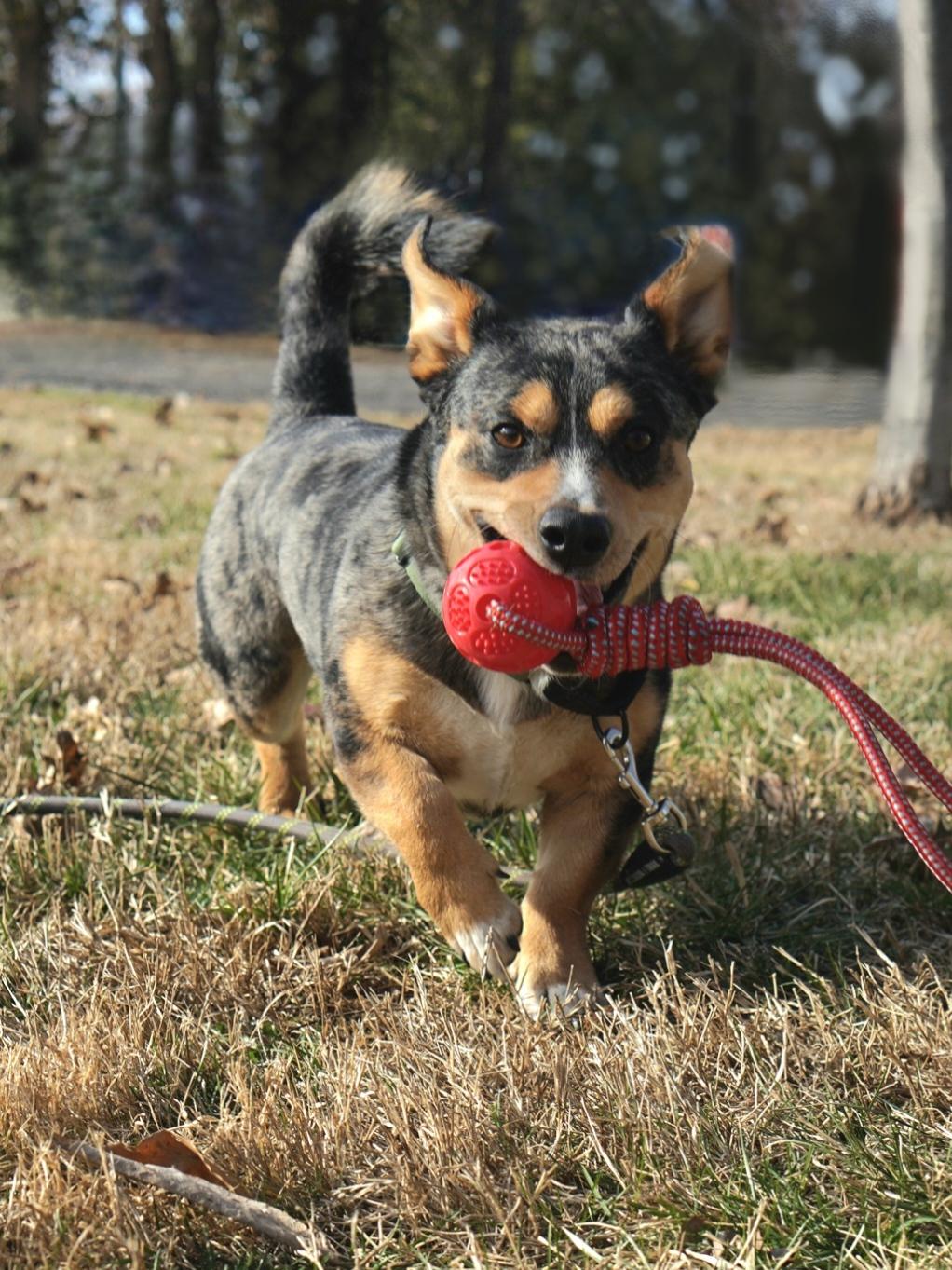 Enlarge Rocky corgi, an adopted mixed breed in Lexington, KY image 1/3
