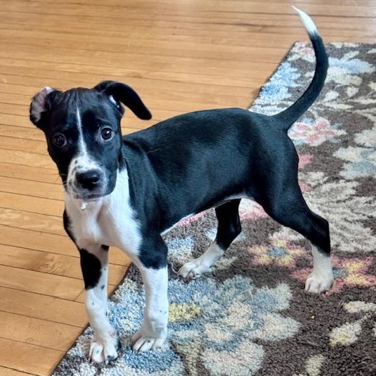 Enlarge Lake Mendota, a ADOPTABLE Mixed Breed in Racine, WI image 3/4