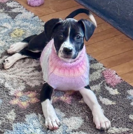 Enlarge Lake Mendota, a ADOPTABLE Mixed Breed in Racine, WI image 1/4