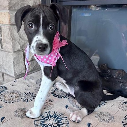 Enlarge Lake Mendota, a ADOPTABLE Mixed Breed in Racine, WI image 2/4