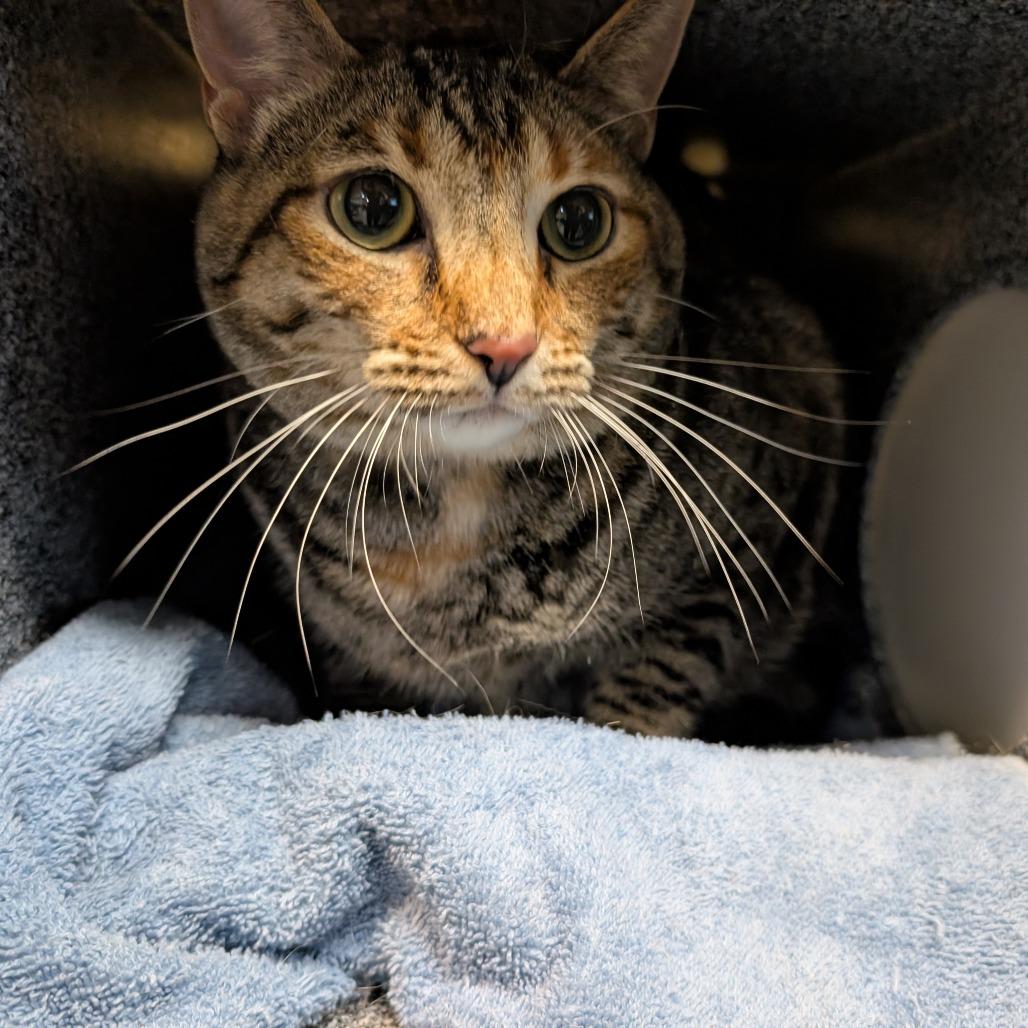 Sparks, Adoptable, Adult Female American Shorthair.