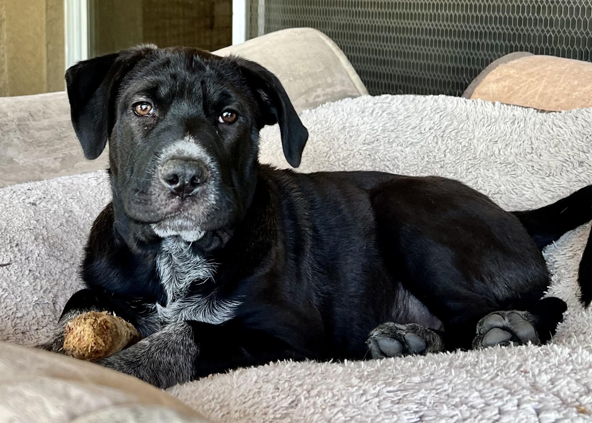 Enlarge Walker, a Adoptable mixed breed in Gilbert, AZ image 2/6